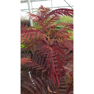 Albizia julibrissin 'Summer Chocolate'® / Arbre à soie poupre / Conteneur de 3 à 4 litres 