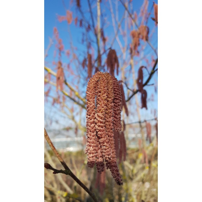 Corylus maxima 'Purpurea' / Noisetier pourpre / Conteneur de 1 à 1.9 litres / Touffe