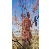 Corylus maxima 'Purpurea' / Noisetier pourpre / Conteneur de 1 à 1.9 litres / Touffe