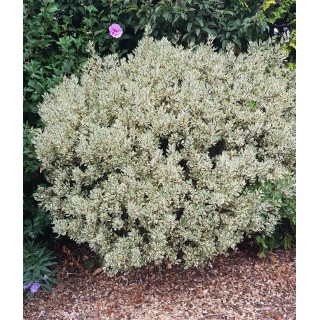 Rhamnus alaternus 'Argenteovariegata' / Alaterne panaché / Conteneur de 3 à 4 litres,