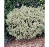 Rhamnus alaternus 'Argenteovariegata' / Alaterne panaché / Conteneur de 3 à 4 litres,