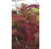 Albizia julibrissin 'Summer Chocolate'® / Arbre à soie poupre / Conteneur de 3 à 4 litres / Baliveau