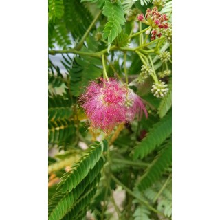 Albizia julibrissin OMBRELLA® 'Boubri' / Arbre à soie à fleurs rose / Conteneur de 7 à 10 litres / Baliveau