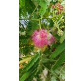 Albizia julibrissin OMBRELLA® 'Boubri' / Arbre à soie à fleurs rose / Conteneur de 7 à 10 litres / Baliveau