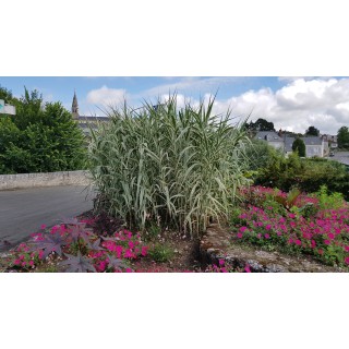 Arundo donax 'Variegata' / Canne de Provence panaché / Conteneur de 7 à 10 litres