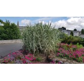 Arundo donax 'Variegata' / Canne de Provence panaché / Conteneur de 7 à 10 litres