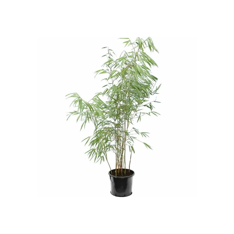 Fargesia scabrida - pot 10 ltr