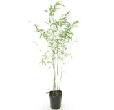 Phyllostachys humilis - pot 14 x 14 cm