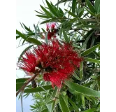 Callistemon laevis - tronc 70-80 cm