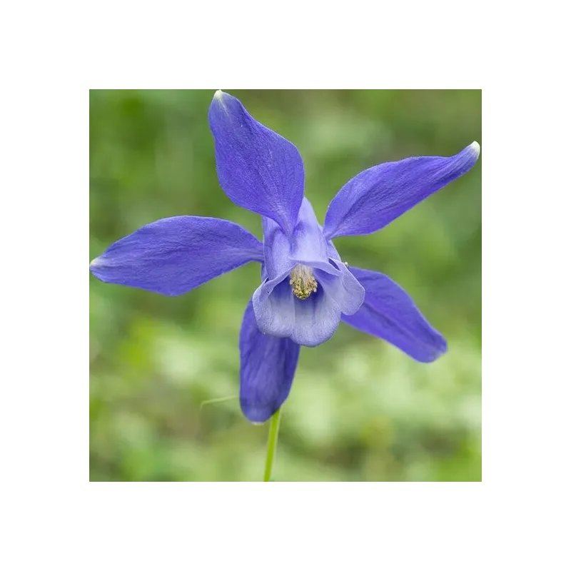 Aquilegia alpina - pot 8 x 8 cm