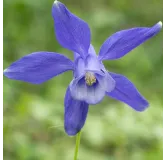 Aquilegia alpina - pot 8 x 8 cm