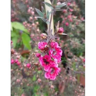 Leptospermum scoparium 'Rouge' / Lâ€™Arbre Ã  thÃ©