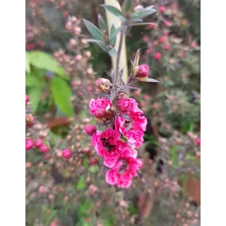 Leptospermum scoparium 'Rouge' / Lâ€™Arbre Ã  thÃ©