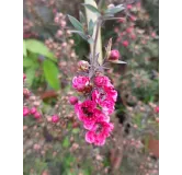 Leptospermum scoparium 'Rouge' / Lâ€™Arbre Ã  thÃ©