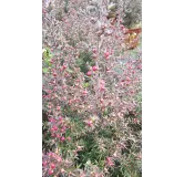 Leptospermum scoparium 'Rouge' / Lâ€™Arbre Ã  thÃ©