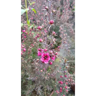 Leptospermum scoparium 'Rouge' / Lâ€™Arbre Ã  thÃ©