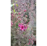 Leptospermum scoparium 'Rouge' / Lâ€™Arbre Ã  thÃ©