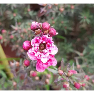 Leptospermum scoparium 'Rouge' / Lâ€™Arbre Ã  thÃ©