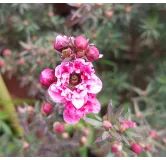 Leptospermum scoparium 'Rouge' / Lâ€™Arbre Ã  thÃ©