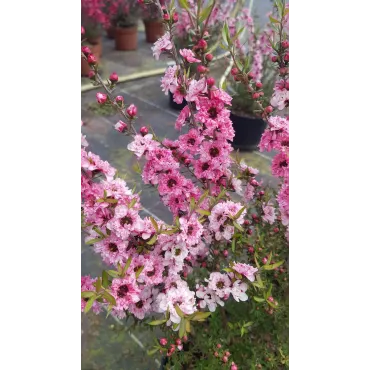 Leptospermum scoparium 'Rose' / Lâ€™Arbre Ã  thÃ©