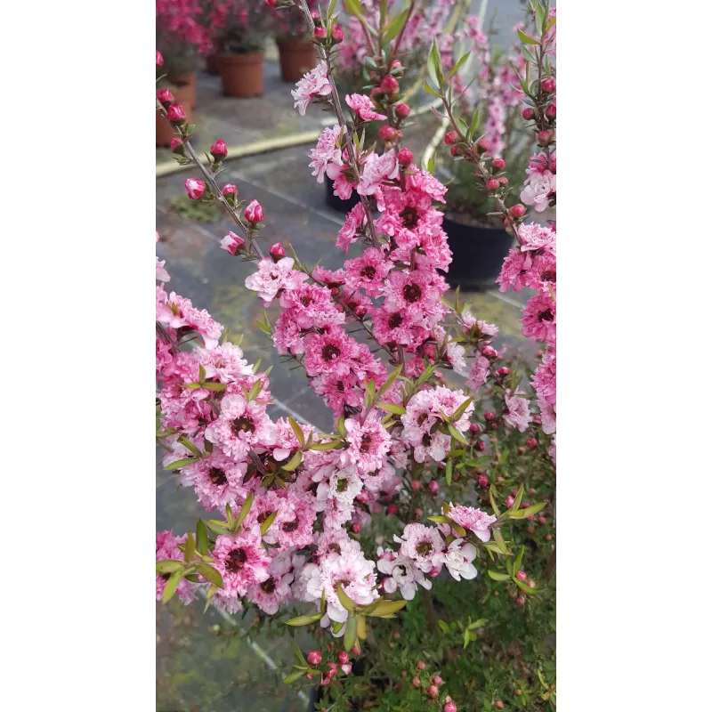 Leptospermum scoparium 'Rose' / Lâ€™Arbre Ã  thÃ©