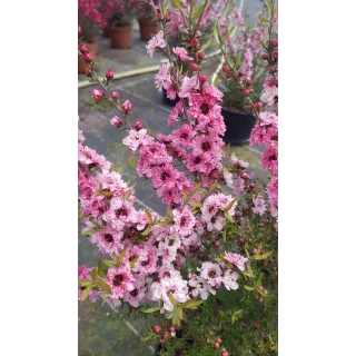 Leptospermum scoparium 'Rose' / Lâ€™Arbre Ã  thÃ©