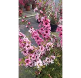 Leptospermum scoparium 'Rose' / Lâ€™Arbre Ã  thÃ©