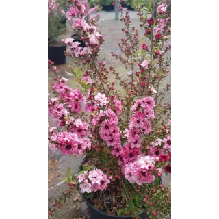 Leptospermum scoparium 'Rose' / Lâ€™Arbre Ã  thÃ©