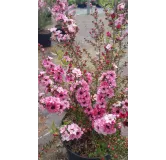 Leptospermum scoparium 'Rose' / Lâ€™Arbre Ã  thÃ©