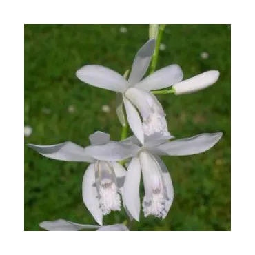 Bletilla striata "alba", Tropicaflore : vente Bletilla striata "alba"