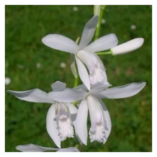 Bletilla striata "alba", Tropicaflore : vente Bletilla striata "alba"