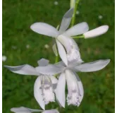 Bletilla striata "alba", Tropicaflore : vente Bletilla striata "alba"