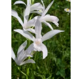 Bletilla striata "alba", Tropicaflore : vente Bletilla striata "alba"