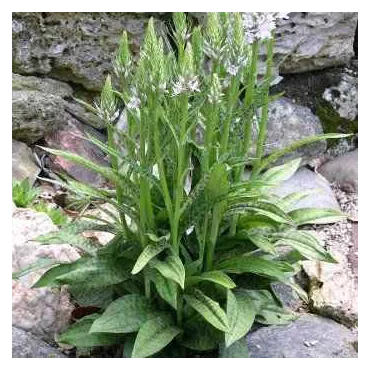 Dactylorhiza fuchsii, Tropicaflore : vente Dactylorhiza fuchsii