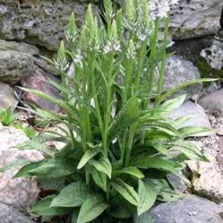 Dactylorhiza fuchsii, Tropicaflore : vente Dactylorhiza fuchsii