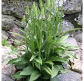 Dactylorhiza fuchsii, Tropicaflore : vente Dactylorhiza fuchsii