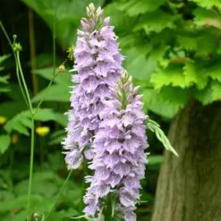 Dactylorhiza fuchsii, Tropicaflore : vente Dactylorhiza fuchsii