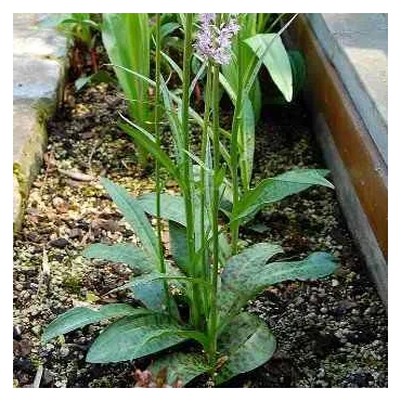 Dactylorhiza maculata, Tropicaflore : vente Dactylorhiza maculata