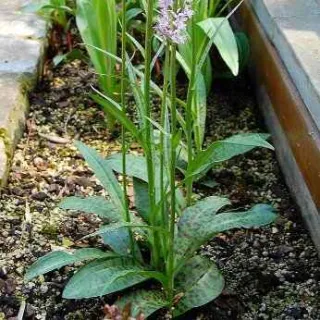 Dactylorhiza maculata, Tropicaflore : vente Dactylorhiza maculata