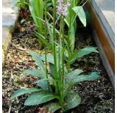 Dactylorhiza maculata, Tropicaflore : vente Dactylorhiza maculata