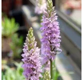 Dactylorhiza maculata, Tropicaflore : vente Dactylorhiza maculata