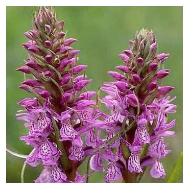 Dactylorhiza majalis, Tropicaflore : vente Dactylorhiza majalis