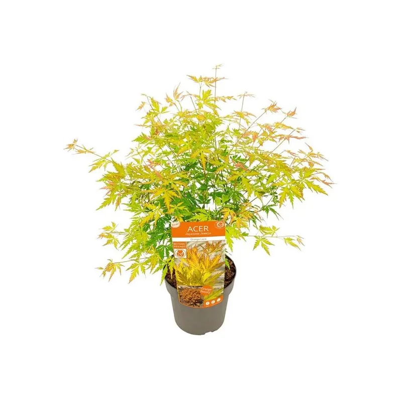 Acer palmatum Orange Lace - 3 ltr