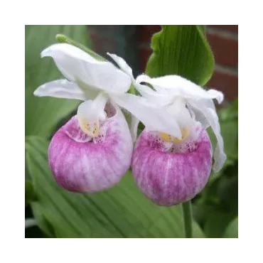 Cypripedium reginae, Tropicaflore : vente Cypripedium reginae