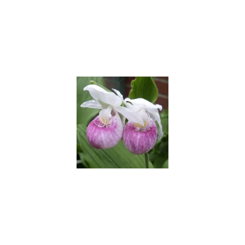 Cypripedium reginae, Tropicaflore : vente Cypripedium reginae