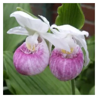 Cypripedium reginae, Tropicaflore : vente Cypripedium reginae