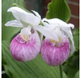 Cypripedium reginae, Tropicaflore : vente Cypripedium reginae