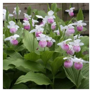 Cypripedium reginae, Tropicaflore : vente Cypripedium reginae