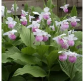 Cypripedium reginae, Tropicaflore : vente Cypripedium reginae