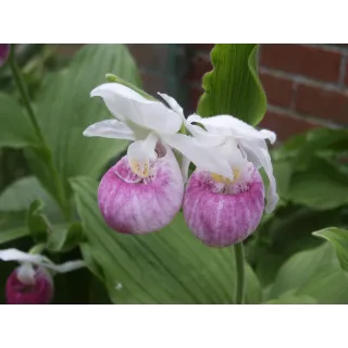 Cypripedium reginae, Tropicaflore : vente Cypripedium reginae